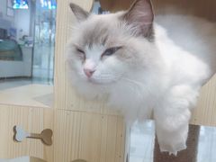 -瞄一喵猫咖(格力海岸店)