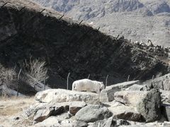 -新疆天山野生动物园