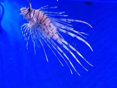 -芜湖新华联大白鲸海洋公园