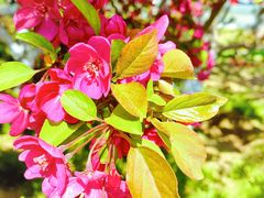 -海棠花溪(元大都城垣遗址公园)