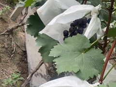 -马陆小张葡萄园农家乐