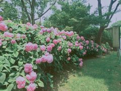 -上海共青森林公园