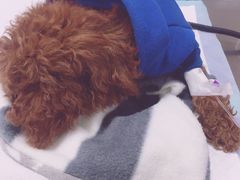 -艾吉宠物医院·疑难杂症转诊中心·猫友好(碧江路院)