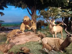 -国家自然博物馆