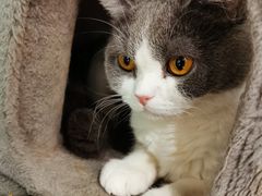 -猫小院猫主题餐厅(三里屯店)