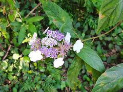 -华蓥山天意谷景区