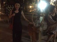 -清迈夜间动物园