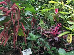 -呀路古热带植物园