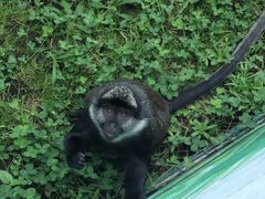 -西霞口神雕山野生动物世界