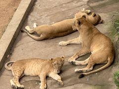 -西霞口神雕山野生动物世界