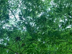 -秋霞圃