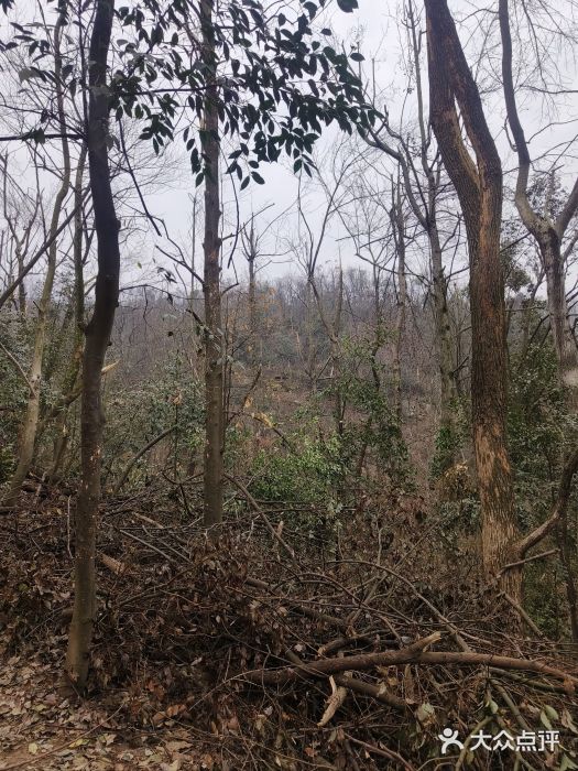 岳麓山风景名胜区图片