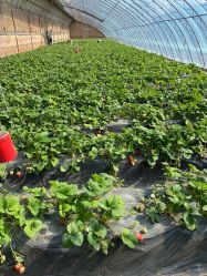 -蓝呗呗蓝莓草莓采摘园(通州区马驹桥店)