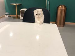 -飞行喵MR PILOT|猫舍·猫咖(静安大融城店)