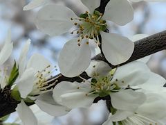 -桃花堤公园