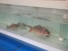 -阳光家常菜游客餐厅(千佛山店)
