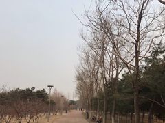 -大兴滨河森林公园