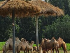 -北京野生动物园