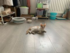 -中农国际动物医院24小时·猫科·骨科·急重症中心