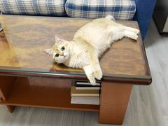-猫大福·Fortune Cat猫舍(百子湾店)
