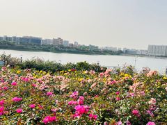 -立新湖公园