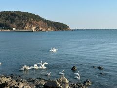 -烟墩角天鹅湖