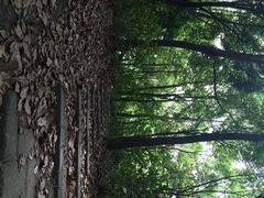 江湾湿地公园-新江湾城公园