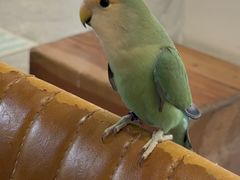 -吉丁鸟咖·异宠·寄养
