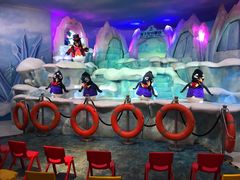 -帝企鹅自助餐厅•儿童岛•真企鹅(长隆企鹅酒店)