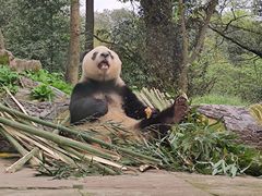 -中国大熊猫保护研究中心雅安碧峰峡基地