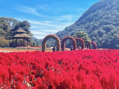 -广州市石门国家森林公园