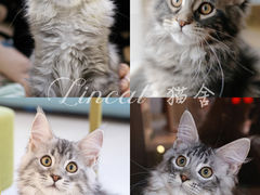-lincat·猫舍(广州店)