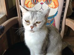 -more than meow吴止猫主题餐厅(承德 中船汇店)