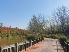 -合肥滨湖国家森林公园