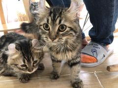 -李小姐の猫咖啡馆(五角场店)