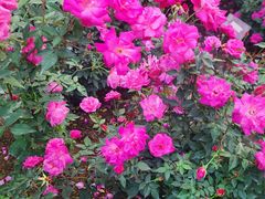 -人民公园(罗湖区)