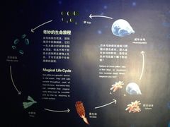 水母的生命旅程-东部华侨城