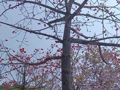 -南国桃园旅游度假区