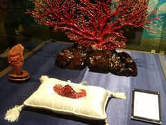 -绮丽珊瑚(台北101旗舰门市店)