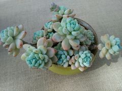 -上海鲜花港