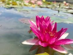 -莲花池公园