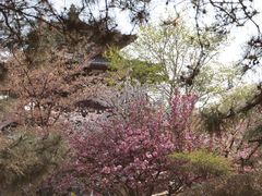 -西安青龙寺遗址景区