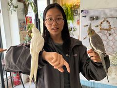 -吉丁鸟咖·异宠·寄养