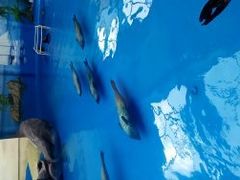 -海合安成都极地海洋公园