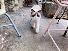 -喵屿·大理花园猫咖