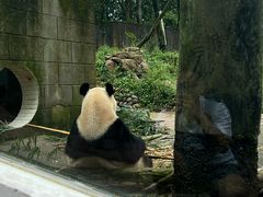 -中国大熊猫保护研究中心雅安碧峰峡基地