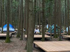 -重庆睡佛山森林公园