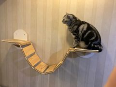 -宠爱国际动物医院·消化内科·心肾内科·ISFM猫友好(望京店)