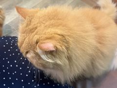-MOCHA明星猫咖(田子坊店)