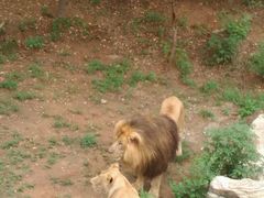 android_upload_pic-石家庄市动物园